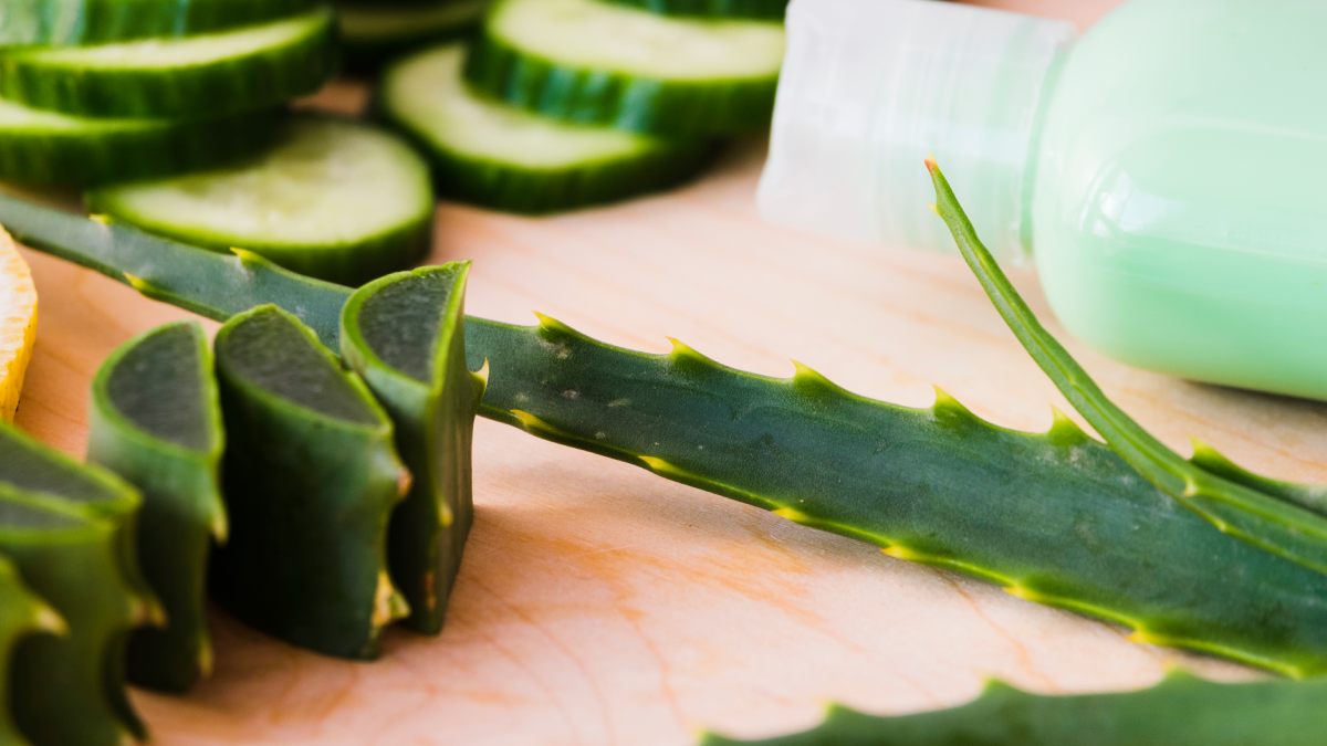 Babosa Aloe Vera (Foto_ Magnific) (2)