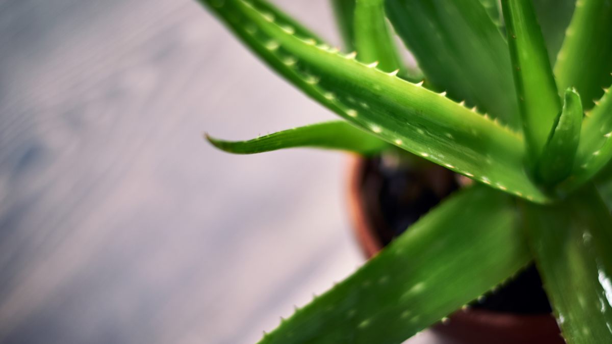 Babosa Aloe Vera 