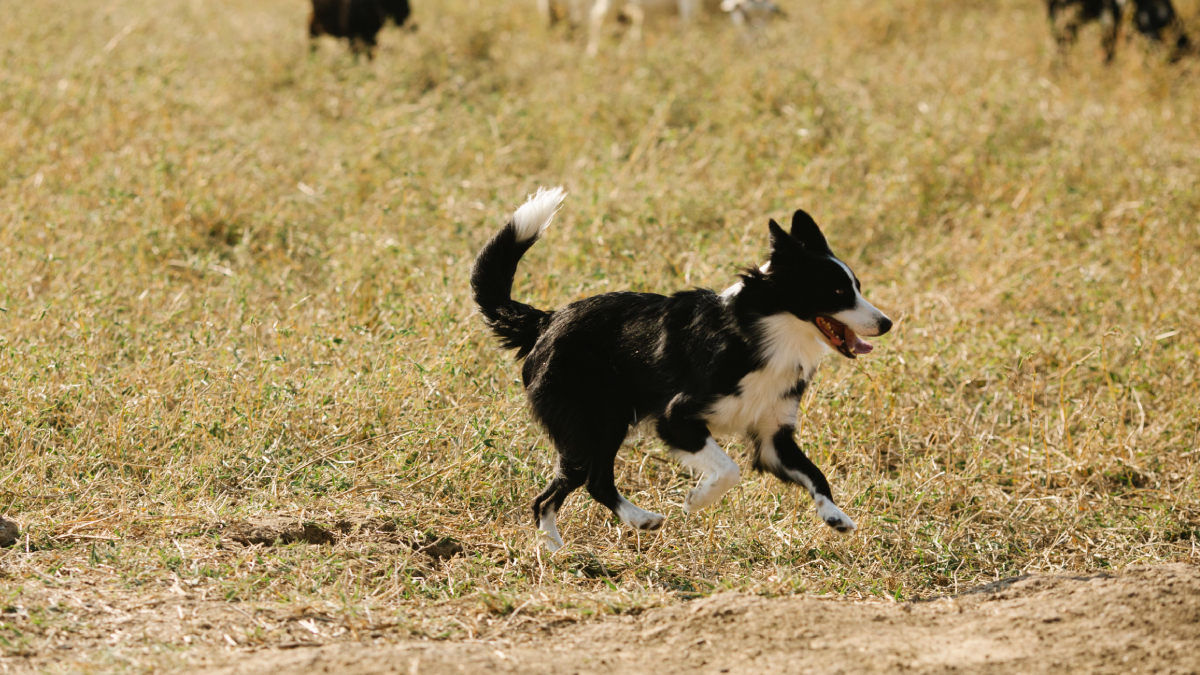 Além da aparência marcante, o Border Collie se destaca pela facilidade em aprender comandos e resolver desafios (Foto: Blue Bird/ Pexels)