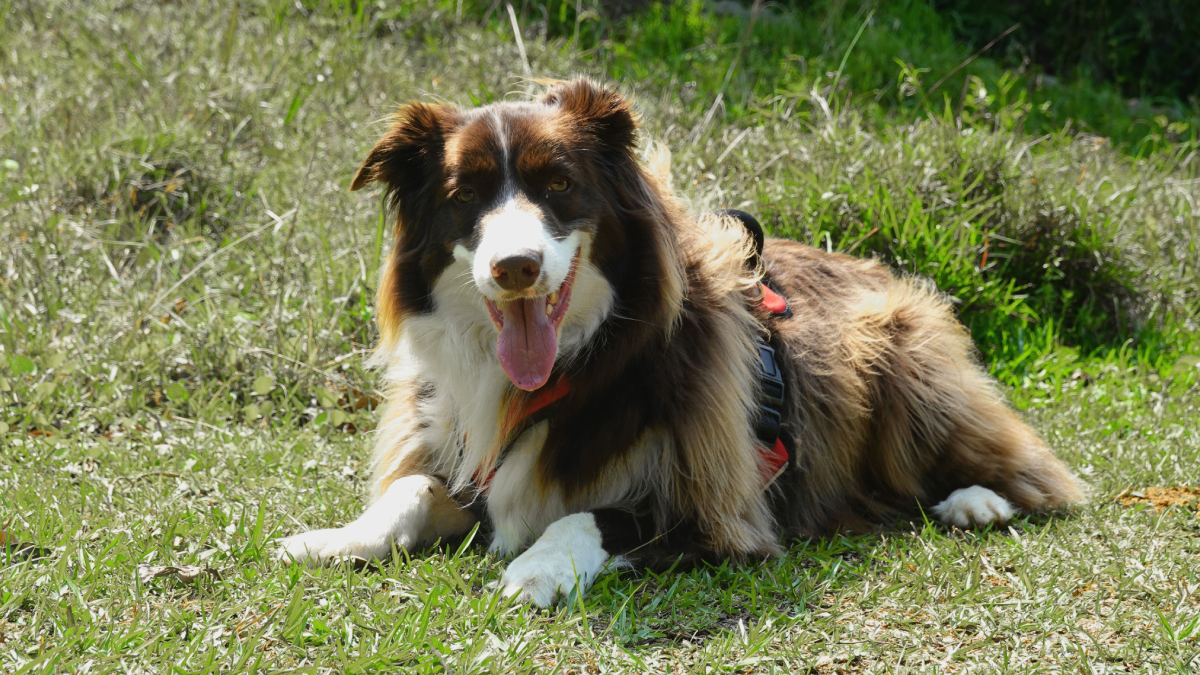 Com olhar marcante e raciocínio rápido, o Border Collie é referência quando o assunto é inteligência canina (Foto: Magda Ehlers/ Pexels)
