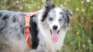Considerado o cão mais inteligente do mundo, o Border Collie também encanta pela aparência incomum (Foto: Michal Petráš/ Pexels)