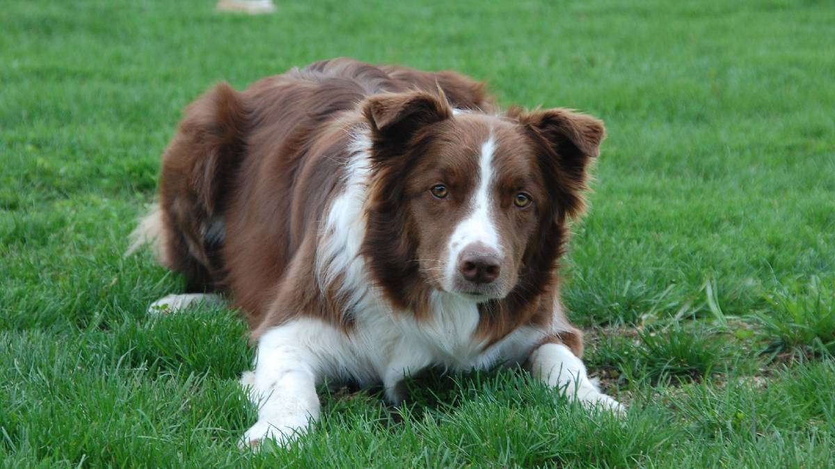 Raça desenvolvida para o pastoreio, o Border Collie impressiona pela concentração e pela capacidade de aprendizado (Foto: Kyla Ramlogan/ Pexels)