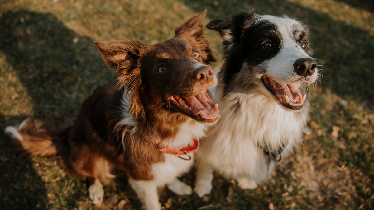 Olhos de duas cores e capacidade impressionante de aprendizado fazem do Border Collie uma das raças mais admiradas (Foto: Elina Volkova/ Pexels)