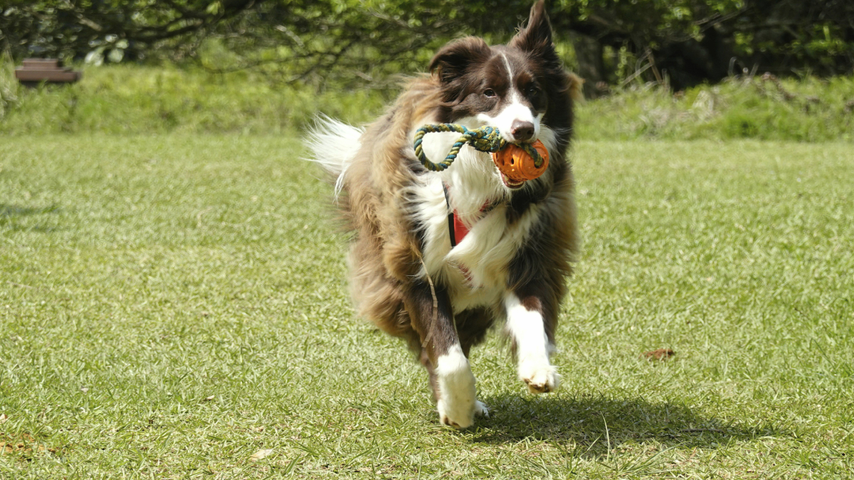 A genética explica os olhos de cores diferentes, mas o comportamento ajuda a explicar a fama do Border Collie (Foto: Magda Ehlers/ Pexels)
