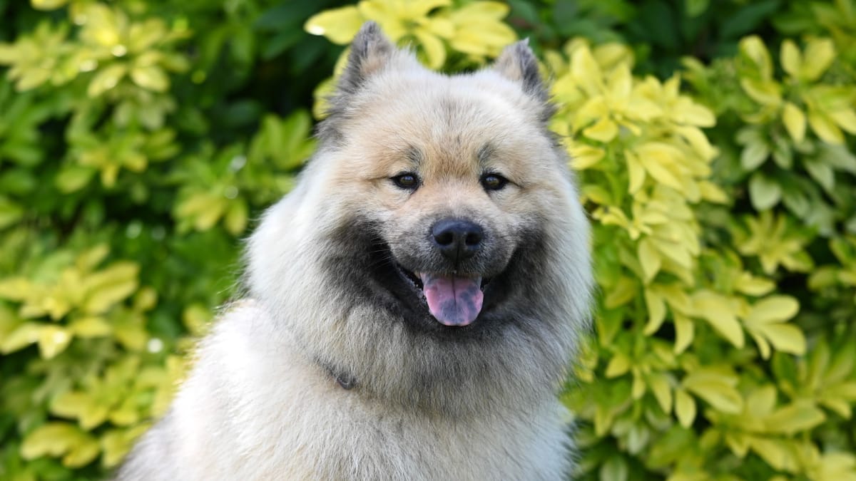 Herdada do Chow Chow, a pigmentação escura da língua também pode aparecer em exemplares da raça Eurasier (Foto: JacLou- DL/ Pexels)