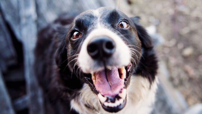 Observar mudanças no comportamento e na aparência do cachorro ajuda a identificar possíveis problemas de saúde precocemente (Foto: Kat Smith/ Pexels)