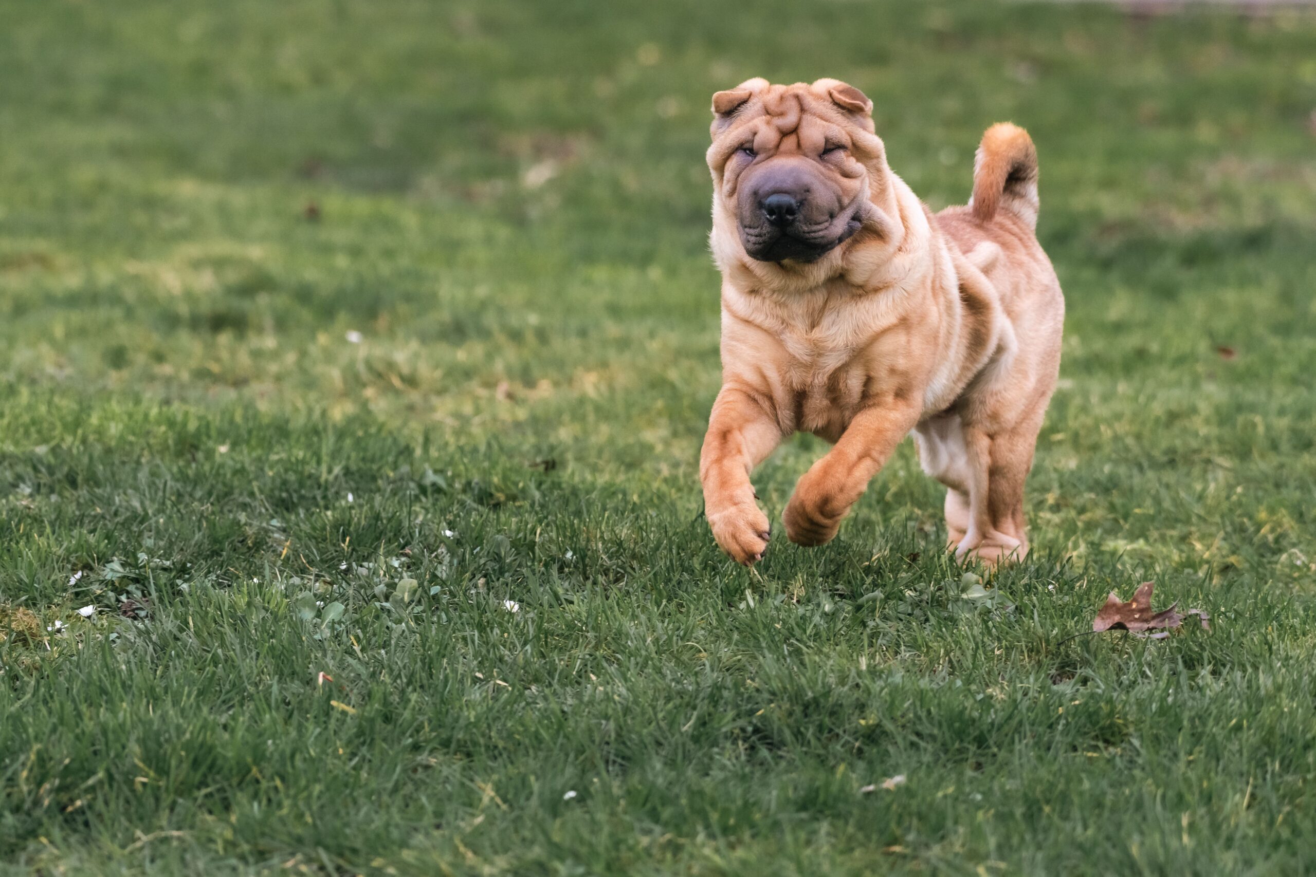 Além das dobrinhas pelo corpo, o Shar-Pei também pode apresentar a língua azulada ou arroxeada naturalmente (Foto: Thierry Rossier/ Pexels)