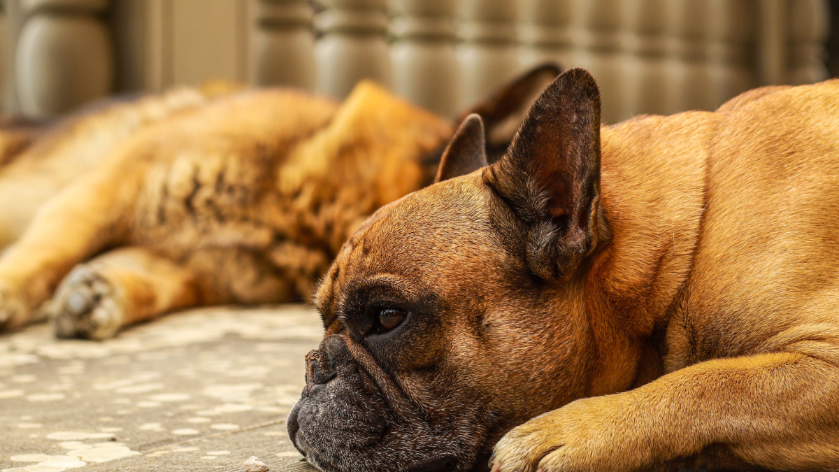Um cachorro saudável demonstra disposição, boa alimentação e pelagem brilhante no dia a dia (Foto: Marco Biribò/ Pexels)