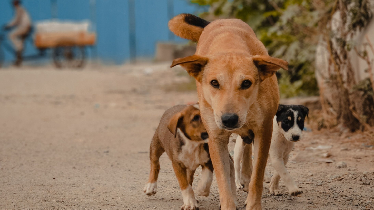 O olhar que conquistou milhões de brasileiros e transformou um cachorro comum em símbolo nacional (Foto: Hemant Singh/ Pexels)