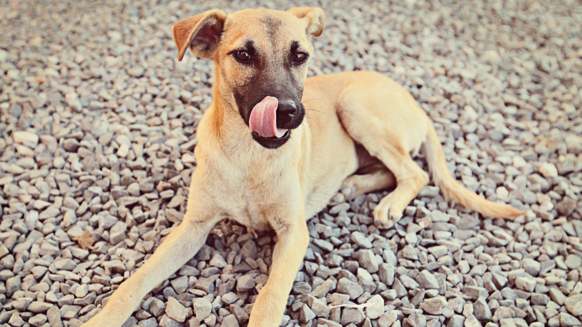 Cachorro sem raça definida ganhou fama nacional e virou um dos memes mais populares da internet (Foto: Wirestock/ Magnific)