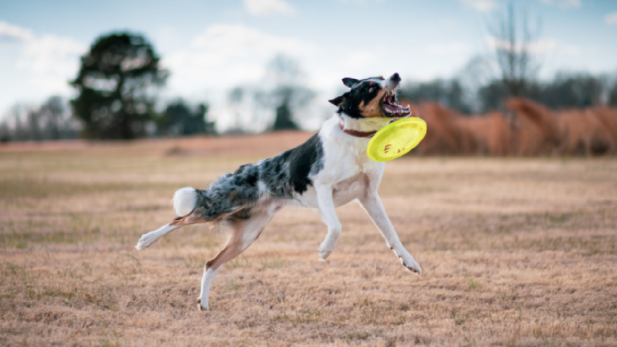Beleza, energia e inteligência: o Border Collie reúne características que conquistam tutores no mundo inteiro (Foto: Brixiv/ Pexels)