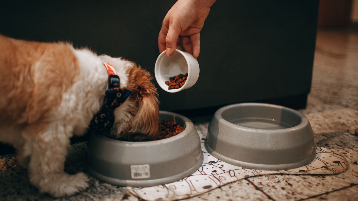 Pequenos sinais, como alterações no apetite e na energia, podem indicar que o pet precisa de cuidados (Foto: Helena Lopes/ Pexels)