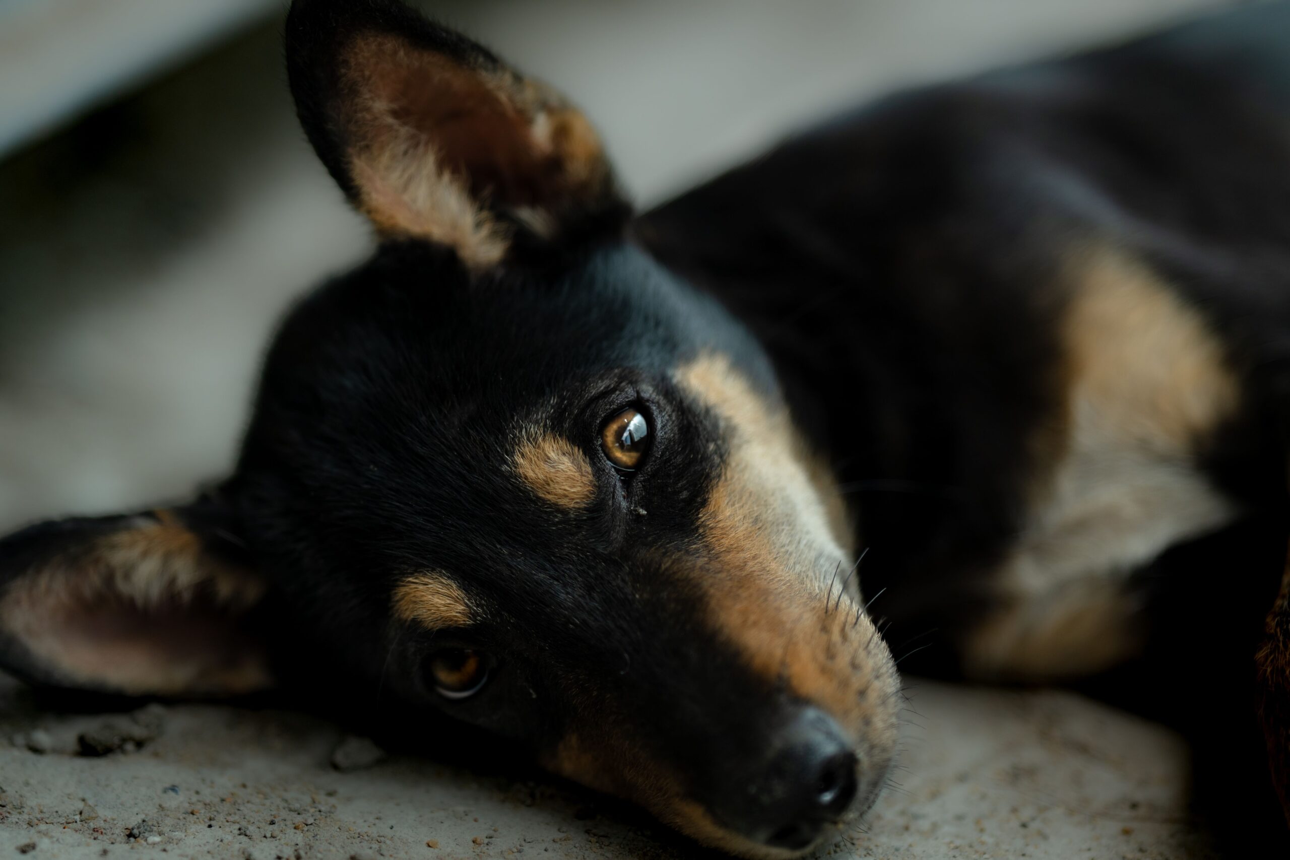 Com orientação veterinária, prebióticos e probióticos podem contribuir para uma digestão mais saudável nos cães (Foto: Joydeb Biswas/ Pexels)