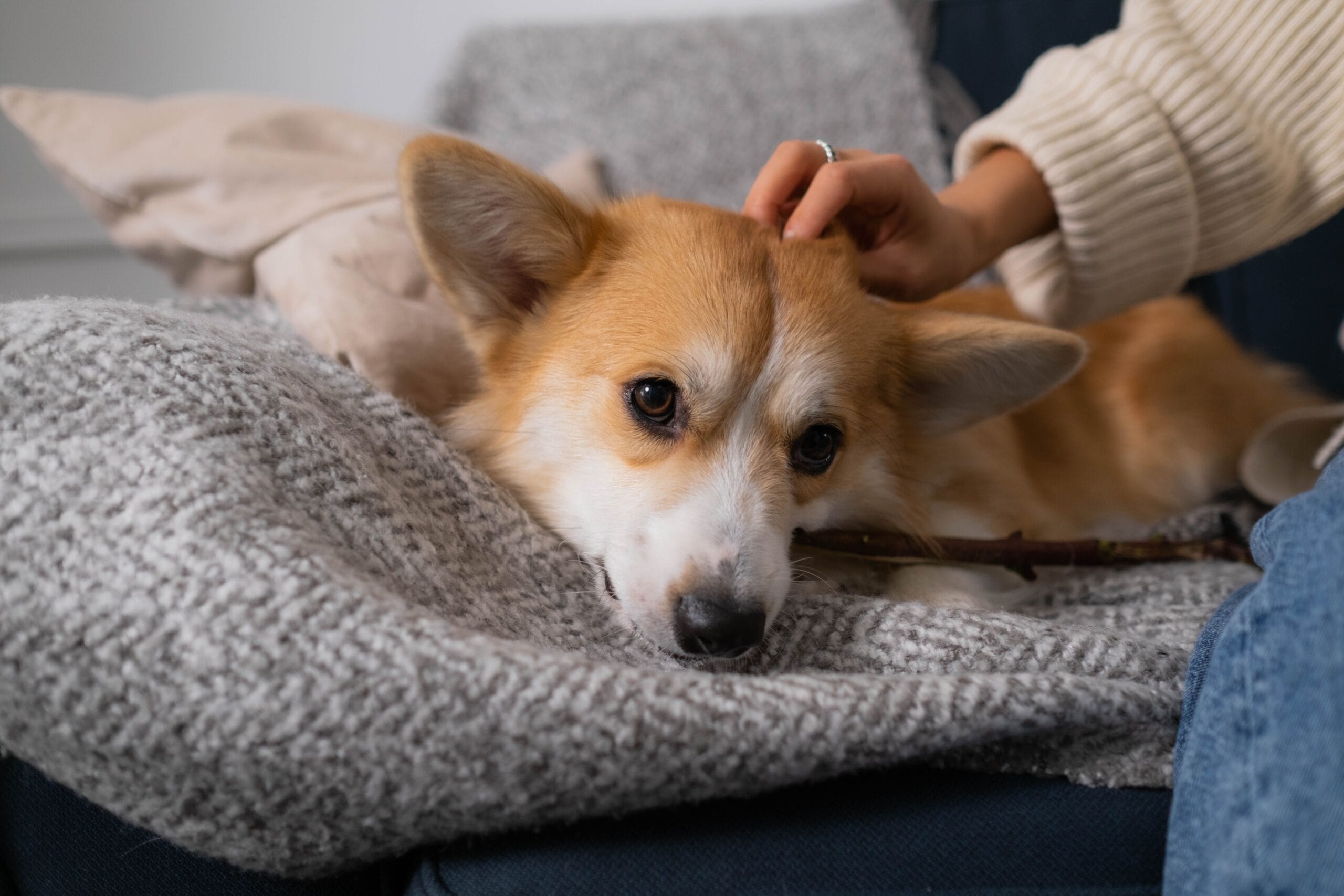 Uma alimentação equilibrada e uma microbiota saudável são fundamentais para a qualidade de vida dos cães (Foto: Ron Lach/ Pexels)