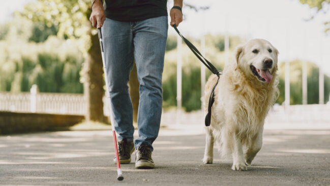 Labrador, Golden Retriever e Pastor Alemão estão entre as principais raças escolhidas para atuar como cães-guia devido à inteligência, equilíbrio e facilidade de treinamento (Foto: Gustavo Fring/ Pexels)
