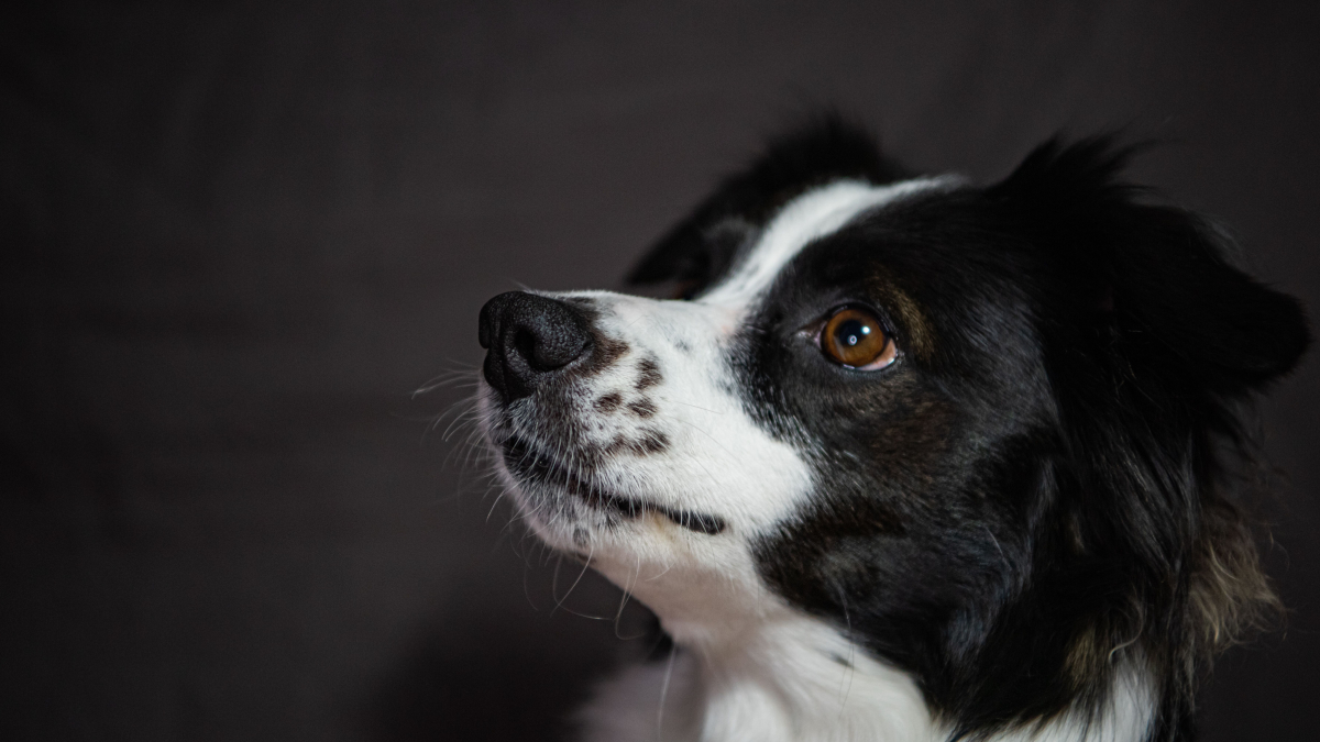 Border Collie com heterocromia chama atenção pela beleza rara e pela inteligência considerada acima da média (Foto: Mykhailo Petrenko/ Pexels)