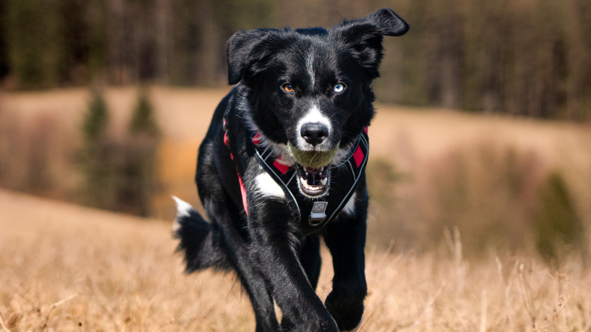 Um olho azul e outro castanho: a combinação rara que torna alguns Border Collies ainda mais especiais (Foto: Ludek Pytloun/ Pexels)