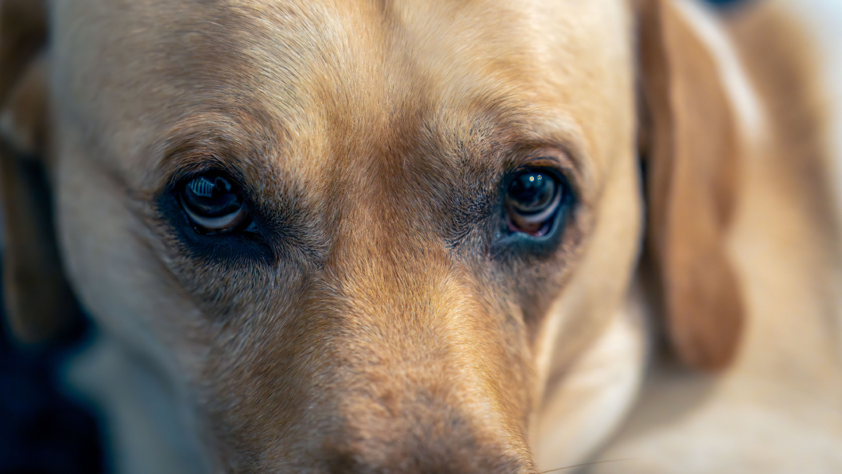 Conhecer o comportamento do seu pet facilita a identificação de alterações que exigem avaliação veterinária (Foto: Ar kay/ Pexels)