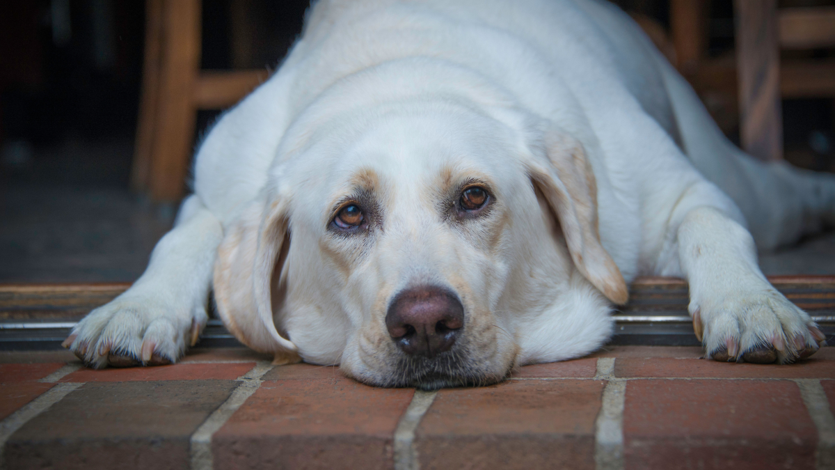 Acompanhamento diário é uma das formas mais eficazes de preservar a saúde e o bem-estar dos cães (Foto: Mohan Nannapaneni/ Pexels)