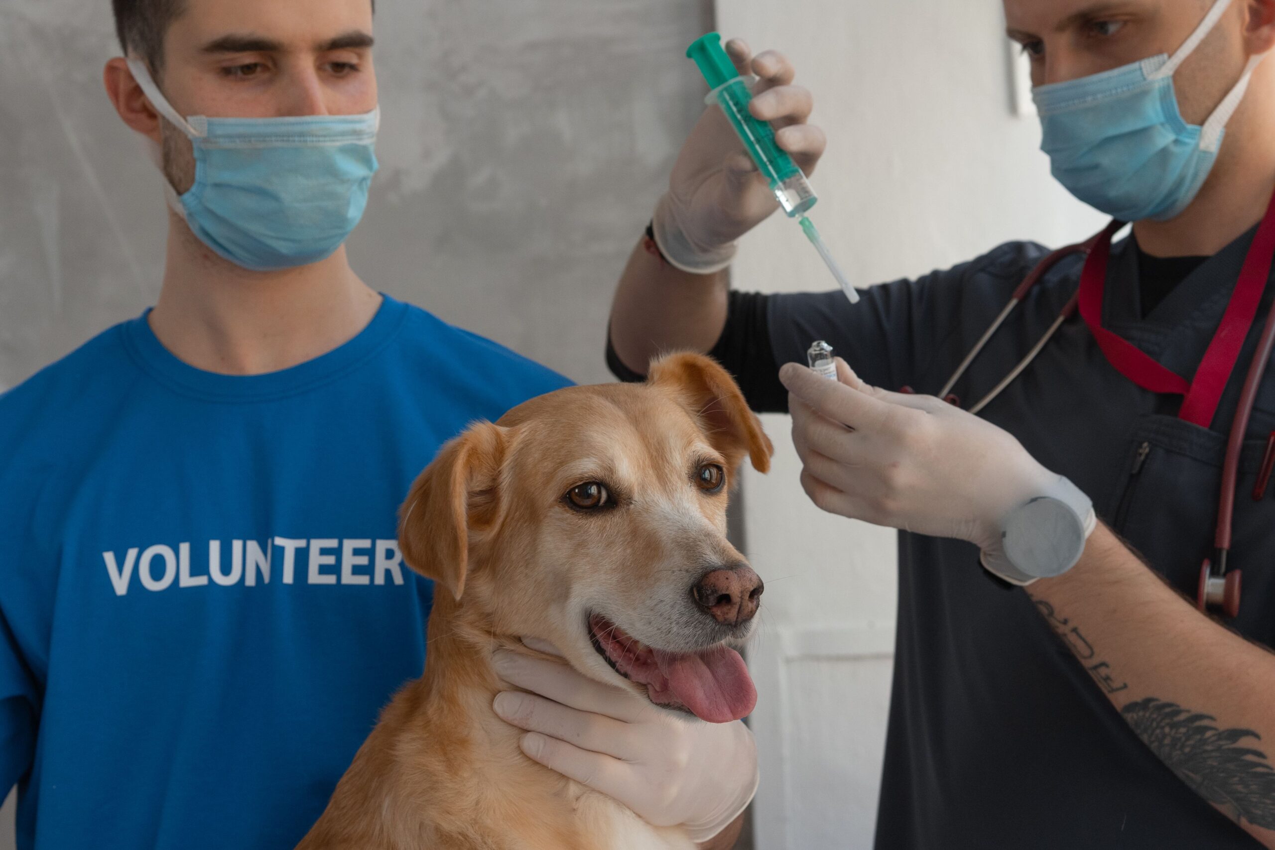 Suplementos como prebióticos e probióticos podem ser indicados por veterinários para equilibrar a microbiota intestinal dos cães (Foto: Mikhail Nilov/ Pexels)