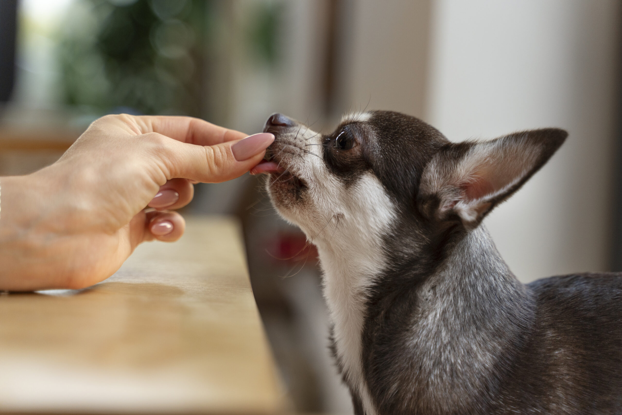 Diarreia, gases e alterações nas fezes podem ser sinais de desequilíbrio intestinal em cães e exigem atenção dos donos (Foto: Freepik)