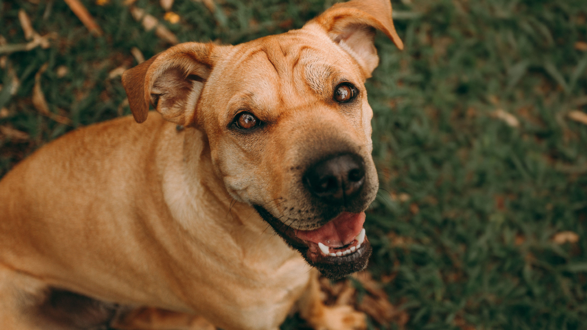 Disposição para brincar e interagir costuma ser um dos principais sinais de que o cachorro está saudável (Foto: Helena Lopes/ Pexels)