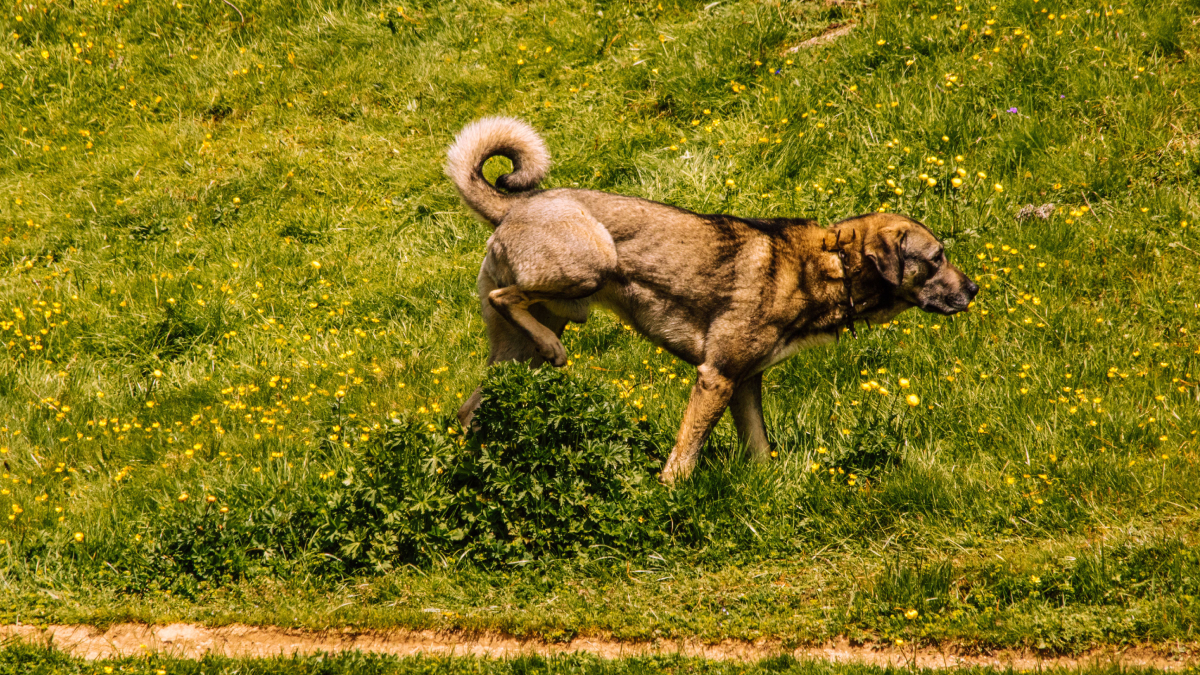 Mudanças na urina do cachorro podem ser um sinal de infecção, doença renal ou outros problemas que exigem atenção (Foto: Gaetan THURIN/ Pexels)
