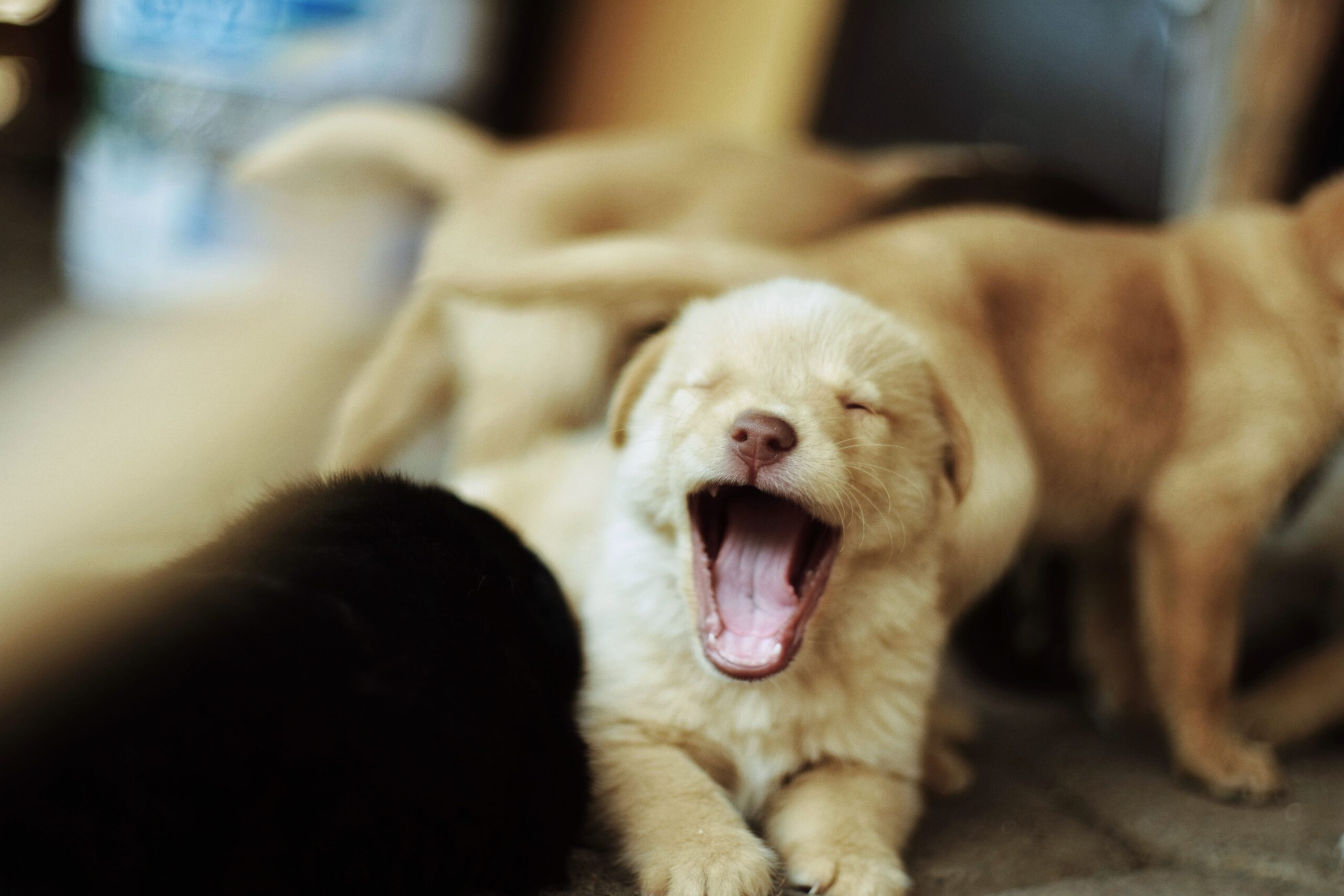 A microbiota intestinal desempenha um papel importante na absorção de nutrientes e na imunidade dos cães (Foto: Abner Velázquez/ Pexels)