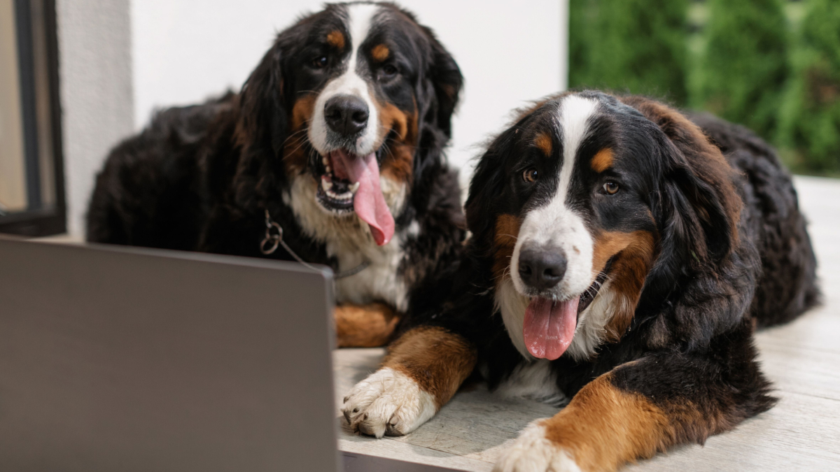 Dois pets, uma amizade e nomes que refletem a personalidade da dupla (Foto: Alena Darmel/ Pexels)