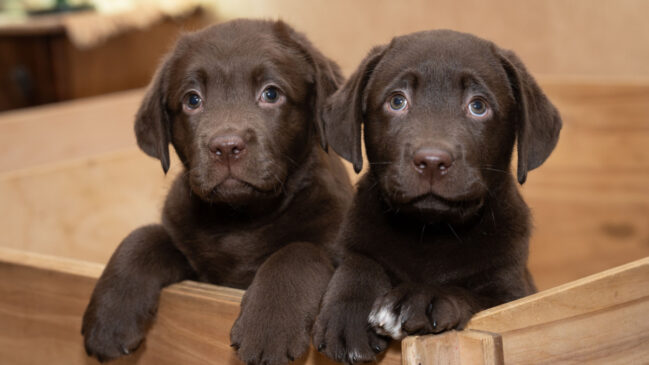Escolher nomes que combinam pode deixar a dupla de pets ainda mais especial e divertida (Foto: Genadi Yakovlev/ Pexels)
