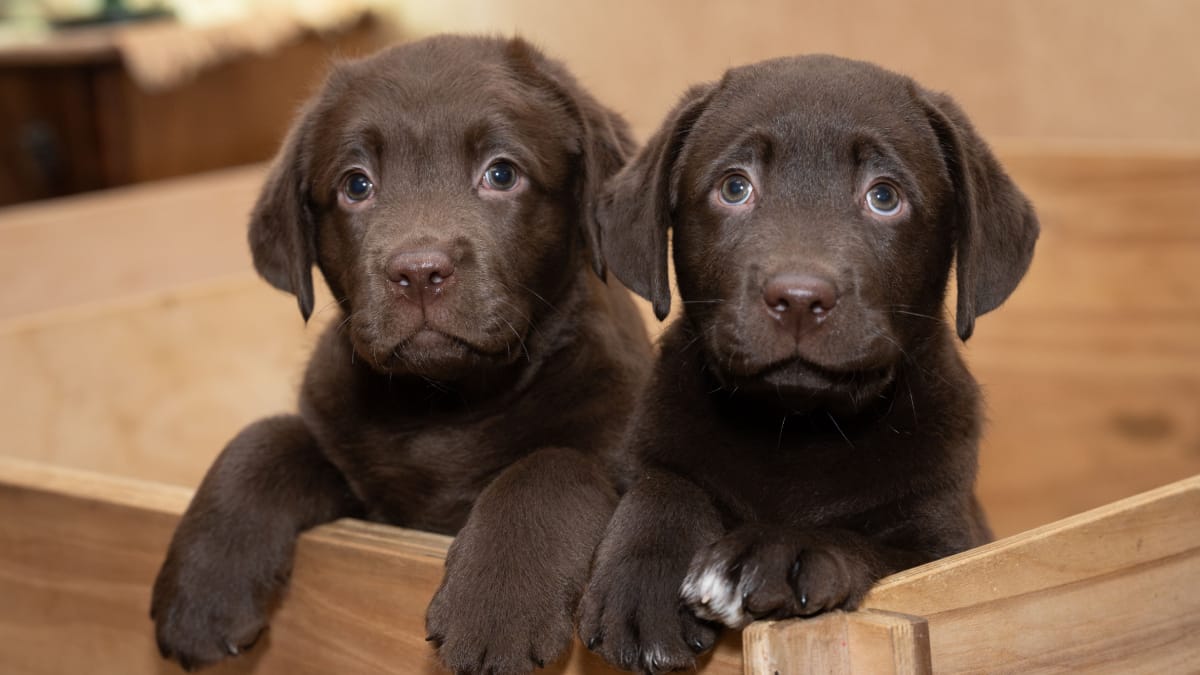 Escolher nomes que combinam pode deixar a dupla de pets ainda mais especial e divertida (Foto: Genadi Yakovlev/ Pexels)