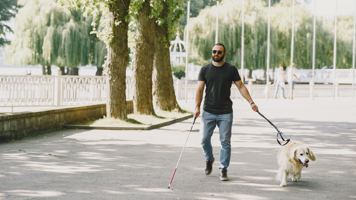 Cães-guia passam por anos de treinamento para oferecer mais autonomia, segurança e qualidade de vida às pessoas com deficiência visual (Foto: Gustavo Fring/ Pexels)