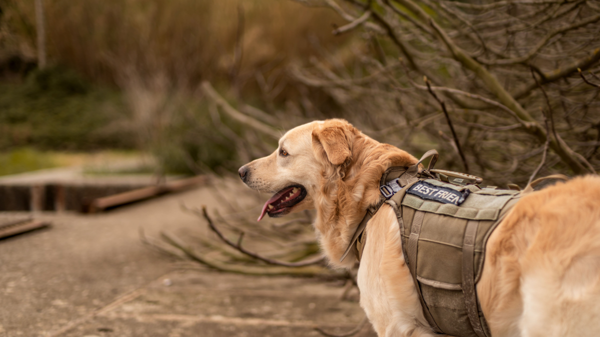 Inteligência, equilíbrio emocional e obediência fazem dessas raças as principais escolhas para atuar como cães-guia (Foto: JULLIAN PRODUCTION/ Pexels)