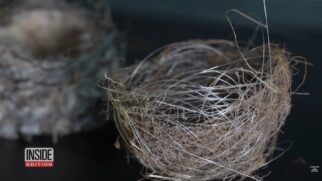 Pesquisadores vão analisar estruturas encontradas perto da linha de frente para descobrir quais aves usaram materiais deixados pelo conflito (Foto: Reprodução/Youtube)