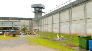 Estratégia adotada em Santa Catarina une comportamento natural das aves, tecnologia e economia para reforçar a segurança da unidade prisional (Foto: Reprodução/Youtube/G1)