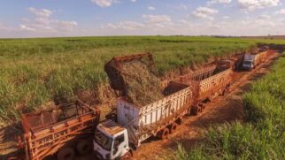 Recursos federais tentam aliviar prejuízos de agricultores afetados pela estiagem e quedas nos preços internacionais. Reprodução/CEISE Br