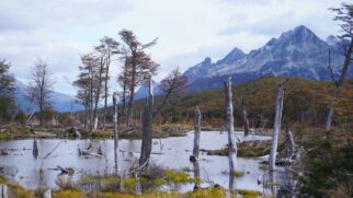 Paisagem no Parque Nacional da Terra do Fogo revela marcas do trabalho forçado de presos em Ushuaia (Foto: Martin.que/Pexels)
