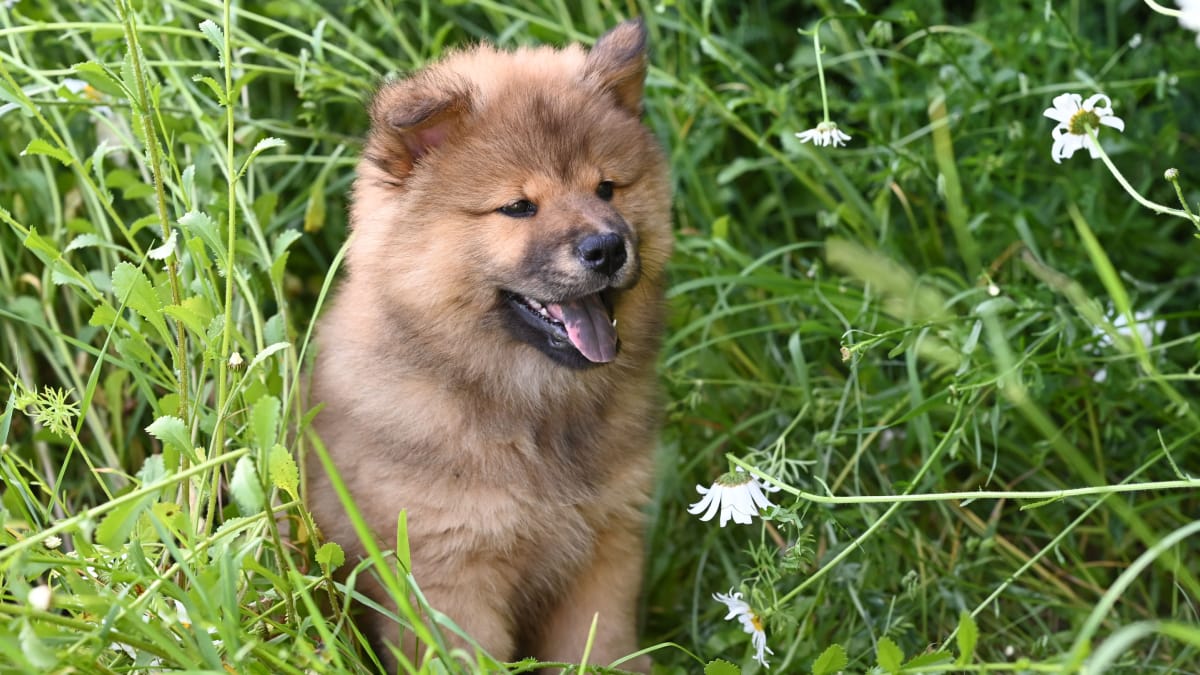 O Chow Chow é o exemplo mais famoso, mas não é o único cachorro que pode apresentar a língua azul (Foto: JacLou- DL/ Pexels)