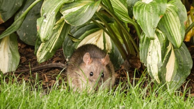 Como-afastar-ratos-e-pragas-do-jardim-Foto-Pexels