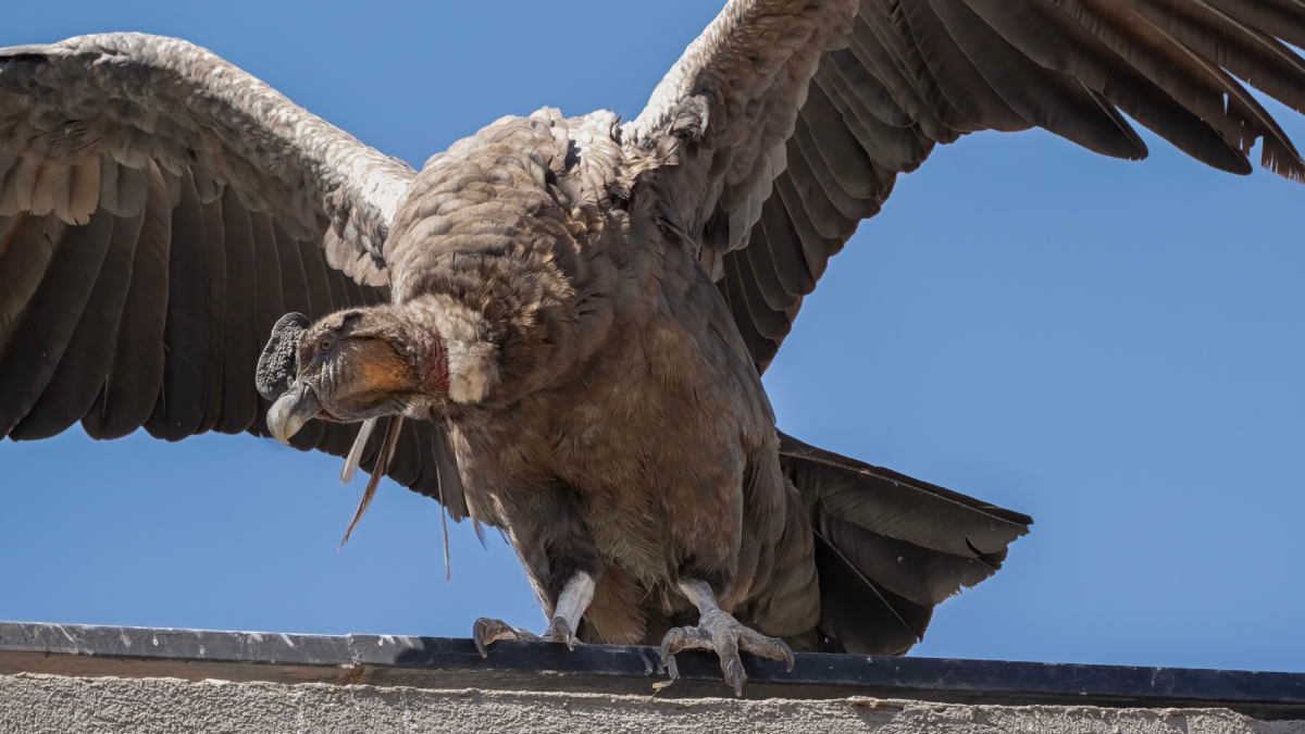 A envergadura do condor-dos-Andes pode superar 3,2 metros, tornando a espécie uma das maiores aves voadoras do mundo (Foto: Miguel Cuenca/ Pexels)