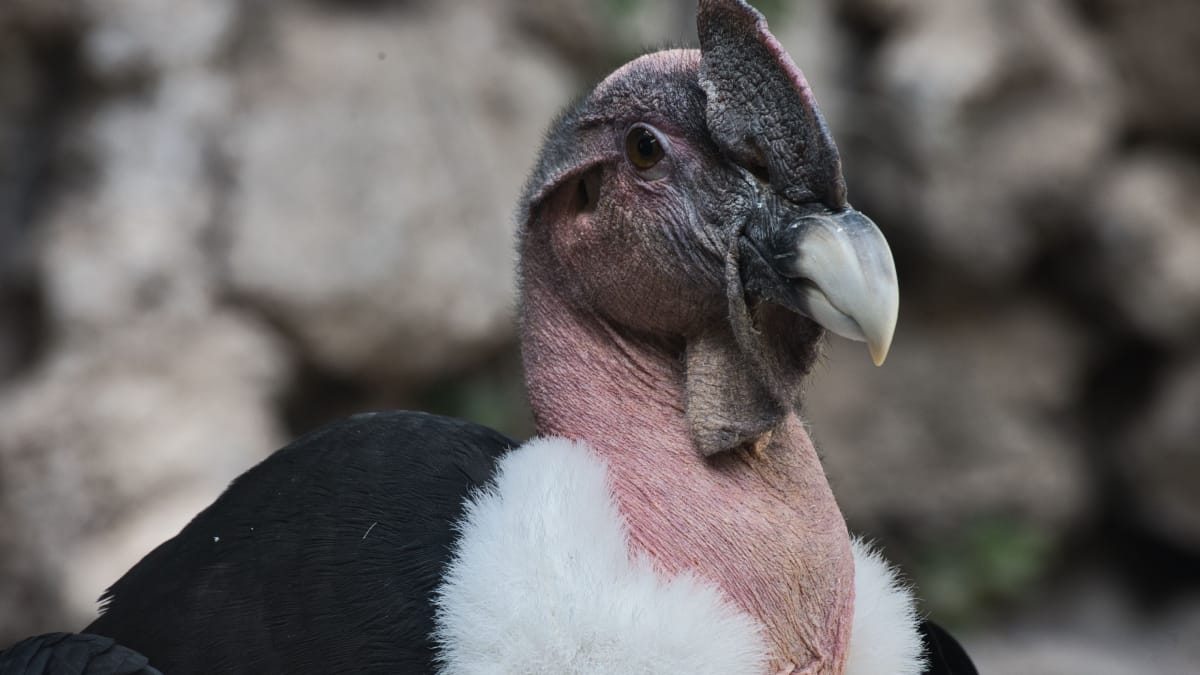 Maior ave voadora da América Latina, o condor-dos-Andes é um importante aliado da natureza ao remover carcaças do ambiente (Foto: Wolfgang Hocke/ Pexels)