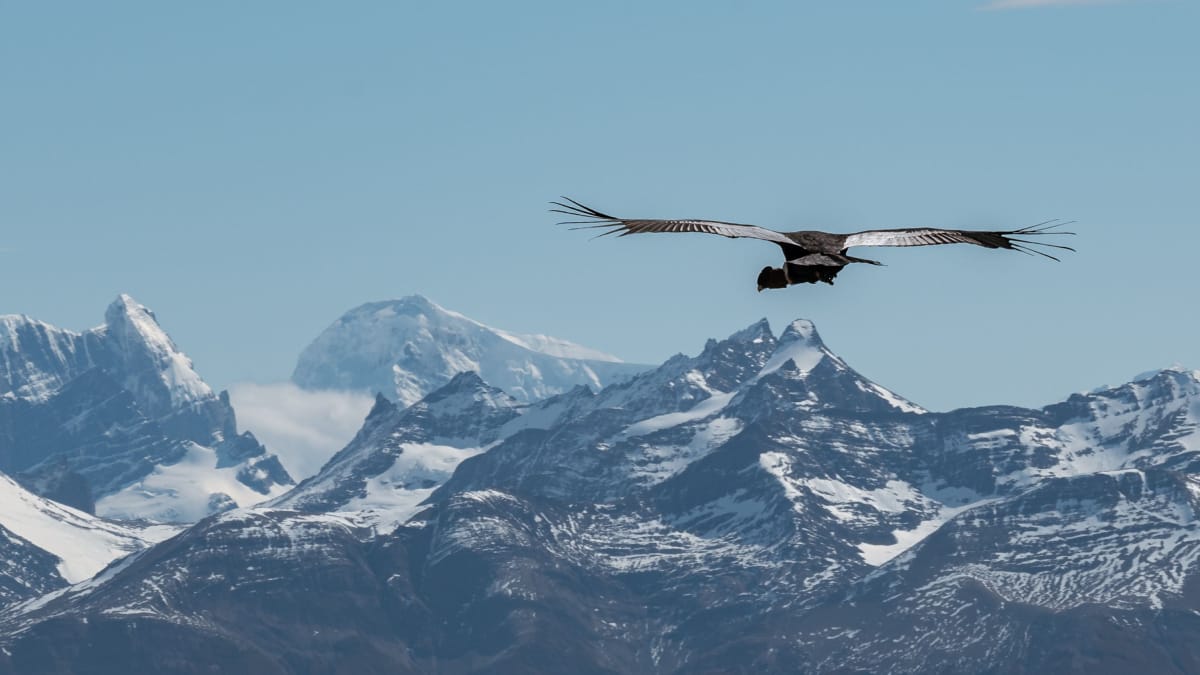 Símbolo da fauna sul-americana, o condor-dos-Andes impressiona pelo tamanho e pela habilidade de voar sem esforço (Foto: Ema Reynares/ Pexels)