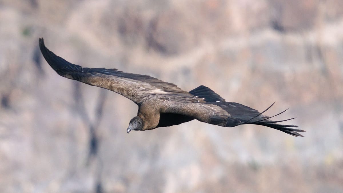 O voo silencioso e as asas gigantes fazem do condor-dos-Andes um dos animais mais fascinantes da América do Sul (Foto: Leonardo Merlo/ Pexels)