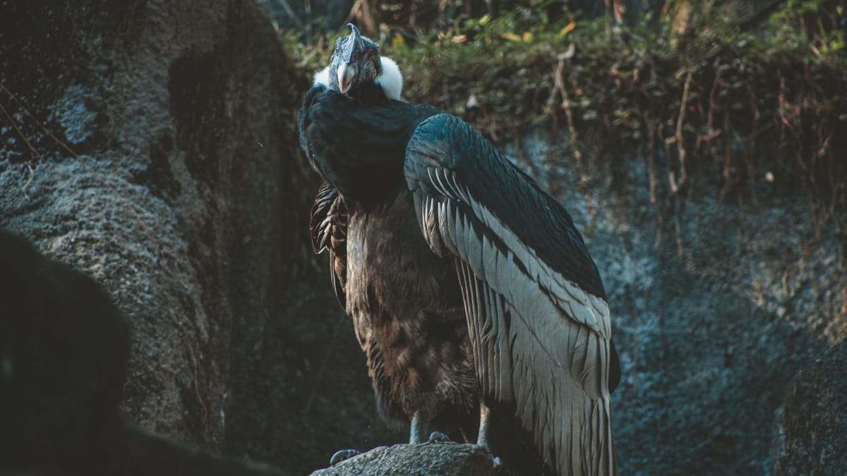 Além do tamanho impressionante, o condor-dos-Andes pode viver mais de 50 anos na natureza (Foto: Lucas Pezeta/ Pexels)