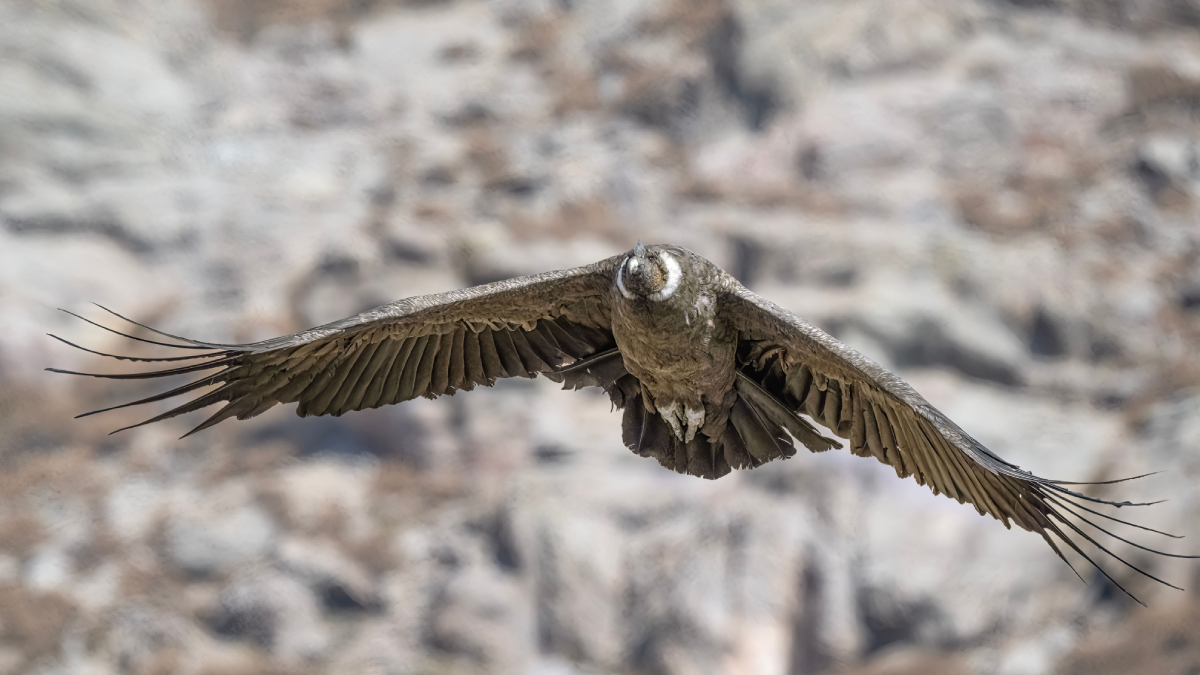 Com voo majestoso, o condor-dos-Andes plana por horas aproveitando as correntes de ar das montanhas (Foto: Miguel Cuenca/ Pexels)