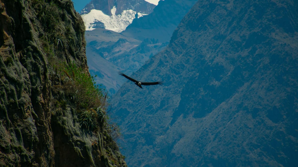 Encontrado na Cordilheira dos Andes, o condor desempenha papel essencial no equilíbrio dos ecossistemas (Foto: Nathan De Cock/ Pexels)