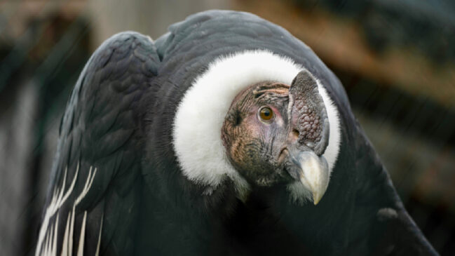 O condor-dos-Andes é a maior ave voadora da América Latina e pode ultrapassar 3 metros de envergadura (Foto: Susanne Jutzeler/ Pexels)