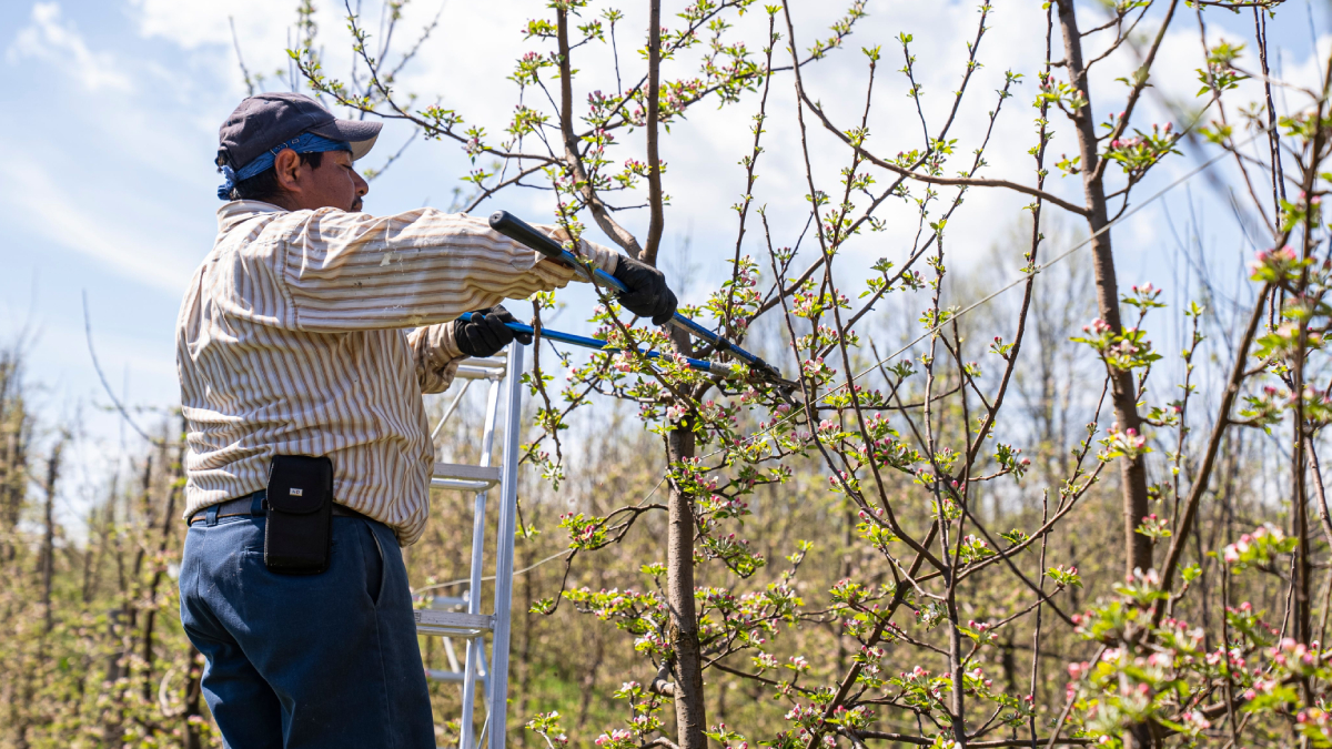 Remover galhos secos e doentes no inverno contribui para o desenvolvimento e a saúde das plantas ao longo do ano (Foto: Mark Stebnicki/ Pexels)