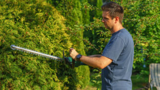 Julho é considerado o melhor mês para podar muitas espécies, favorecendo o crescimento saudável e a recuperação das plantas (Foto: Aleksander Dumała/ Pexels)
