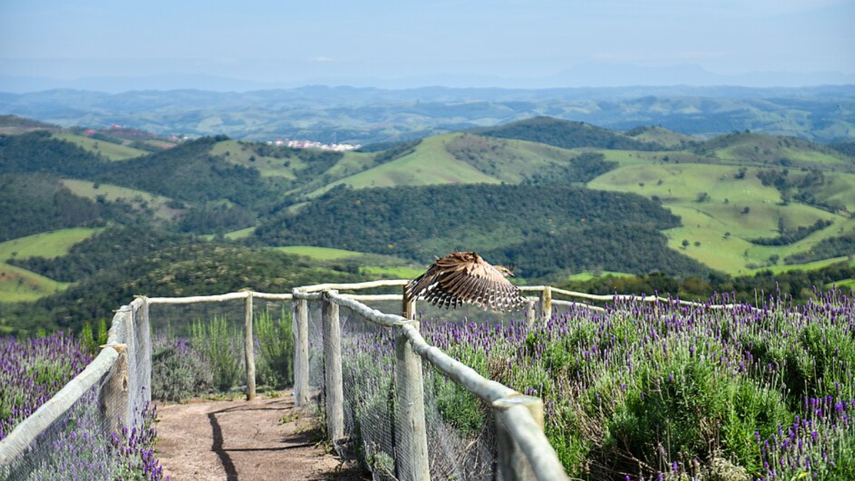 Cunha combina lavandários, cerâmica artesanal e belas paisagens em meio às montanhas da Serra do Mar (Foto: Rosanetur/ Wikimedia Commons)